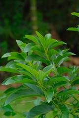 Fototapeta premium Avocado tree (Persea americana) growth in the garden, a tropical-to-subtropical, evergreen, Lauraceae family tree native to Central America, Pohon alpukat