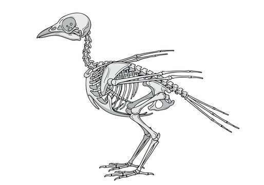 Anatomy of a Bird Skeleton A Detailed Illustration of Avian Skeletal Structure and Bone Anatomy