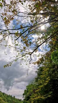 Looking up to the view of sunlight filtered through tree branches overreaching against a dramatic cloudy sky while sailing forward, creating a dreamy soothing scene while kayaking in Lake Balanan