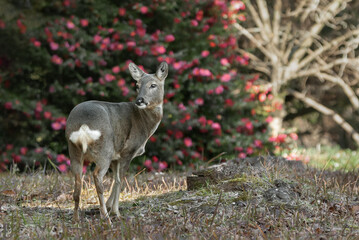 제주도 암컷 노루