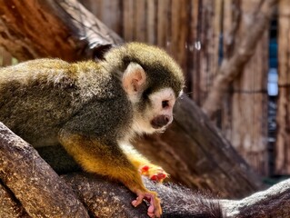Close-up portrait of a squirrel monkey (Saimiri sciureus) sitting on a tree branch in natural habitat. Cute small primate with expressive eyes, white facial mask, and yellow limbs. 