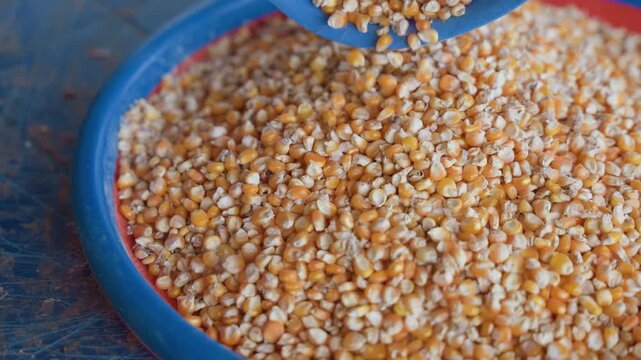 Preparing yellow corn grains for cooking. Household scene with maize and scoop in rustic setting. Close view of maize kernels being poured into container in country kitchen setting