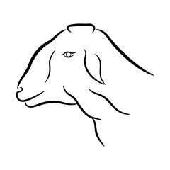 Sketch of Goat Head vector illustration