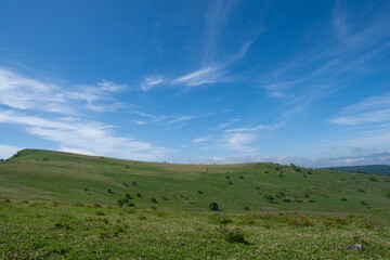 Obraz premium 爽やかな朝の高原 霧ヶ峰 