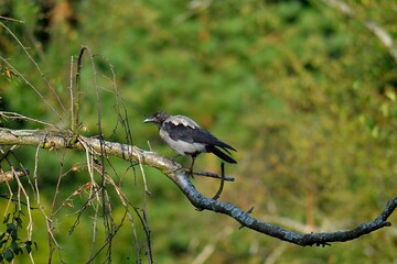 Photo of Common Grey Crow, Corvus corone, cornix, in a garden near a human dwelling