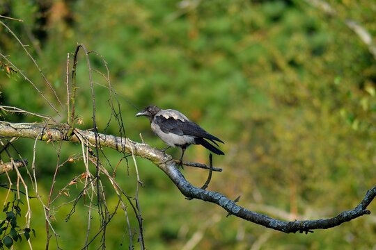 Photo of Common Grey Crow, Corvus corone, cornix, in a garden near a human dwelling