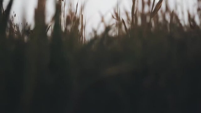 Foggy wetland landscape creating an atmospheric scene with tranquil water reflecting the muted colors of dry reeds and distant bare trees shrouded in mist, evoking peace and solitude