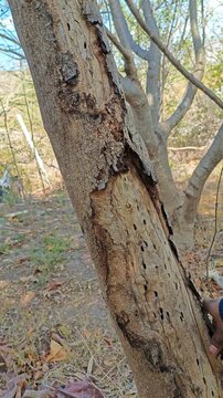 Removing dry bark from a guaje tree