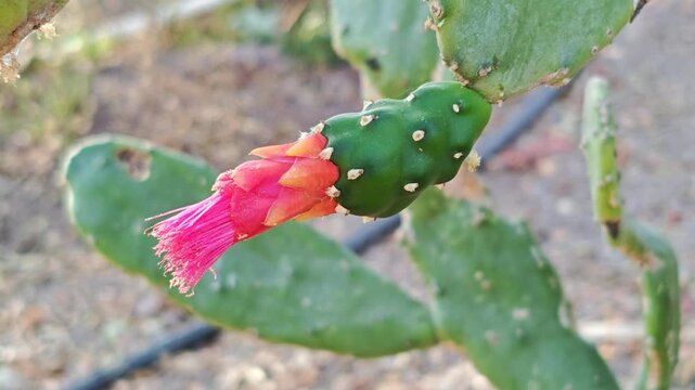 Blooming prickly pear fruit on nopal cactus