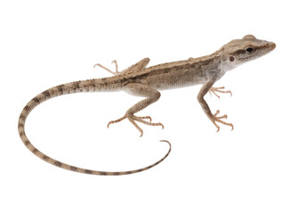 Obraz premium Lizard silhouette isolated on transparent background