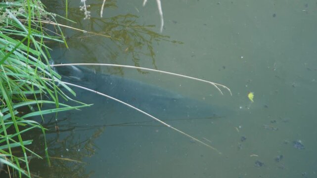 Murky waters conceal fish among grasses. Predatory aquatic creatures stay close to reedlined shores. Enormous fish conceal themselves beneath water plants near reedcovered banks of water bodies