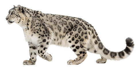 Fototapeta premium Spotted leopard walking isolated on transparent background