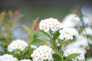 植物　花　黄色の花　自然　風景