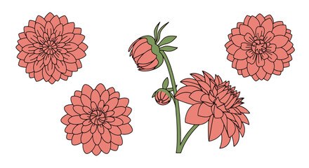 Dahlia Line art minimal elegant color illustration © Sabbir