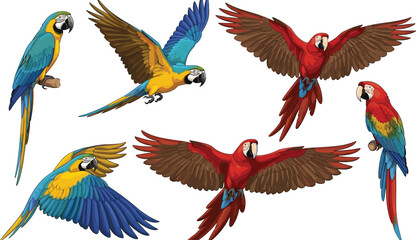 Colorful Macaw Parrot Vector Set with Red and Blue Tropical Birds in Flying and Perching Poses Isolated on White © MdJillur