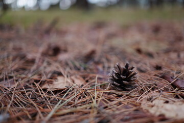 pinecone on the ground