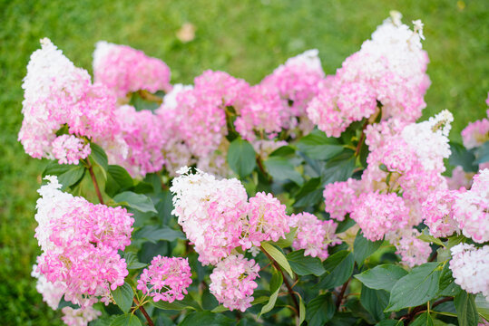 Pinkish Panicle Hydrangea Bush In Early Bloom