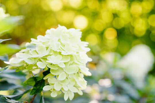 Fresh Lime Green Graffiti Hydrangea Bloom in Garden