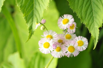 植物　花　ピンクの花　自然　風景