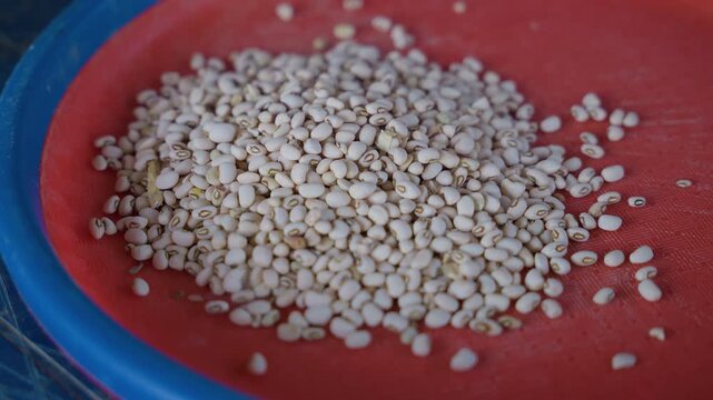 Kitchen plate with white millet pile, domestic house chores scene showing closeup of raw grains on red plate with blue rim, textured heap for pantry prep and cooking, natural organic ingredient ready