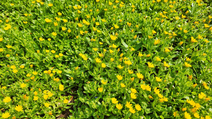 A radiant carpet of Field Marigolds (Calendula arvensis) blooming under the Mediterranean sun,...