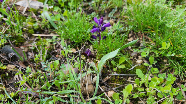 Hyacinthella hispida is a charming early spring wildflower from Adana, featuring vibrant purple blooms that gracefully announce the awakening of the Mediterranean countryside.