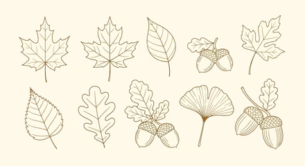 Detailed line art illustration of various autumn leaves and acorns, showcasing different tree species in a vintage outline style. © Jonan