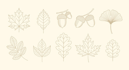 Collection of detailed line art illustrations featuring various autumn leaves and acorns on a light background. © Jonan