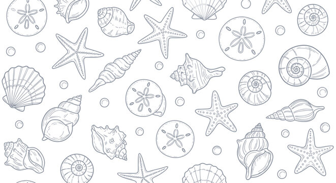 A detailed illustration of various seashells, starfish, and sand dollars scattered across a white background, presented in a charming, hand-drawn sketch style.