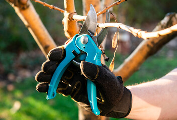 Pruning of a young apple tree in spring