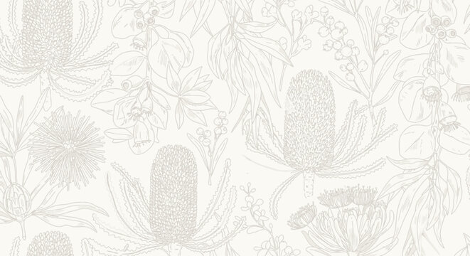 Delicate line drawing of Banksia flowers and foliage on a cream background.