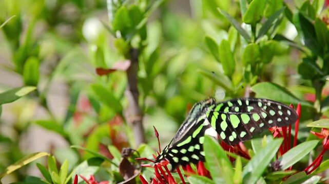 Tailed Jay Butterfly in Slow Motion &ndash; Flying Gracefully Among Clusters of Red Blossoms, Feeding on Nectar with Striking Green Wing Spots, Before Flying Away into a Serene Garden 