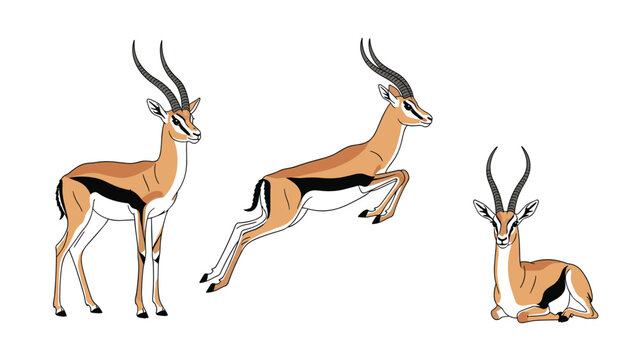 Trio of gazelle antelope animals in different poses including standing jumping and resting on a plain white background for design.