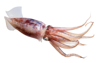 squid isolated on white background