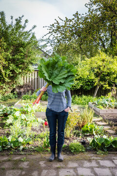 Germany, Lower Saxony, Adult woman hiding face behind leaves of freshly harvested rhubarb held in hand