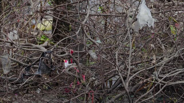 Various pieces of garbage and trash stuck and hanging from debris of tree residues at the bank of the Chao Phraya River.