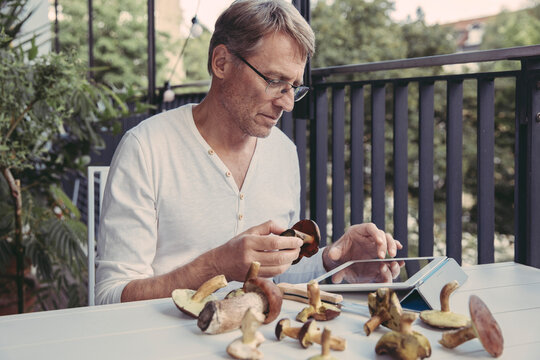 Man holding scarletina bolete while reading information on digital tablet