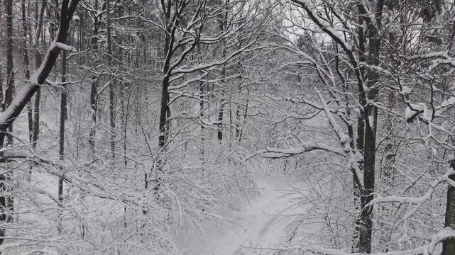 Close view of bare tree branches covered in fresh snow in a quiet winter forest. The intricate network of dark trunks and white snow creates a striking natural pattern in the cold seasonal landscape.