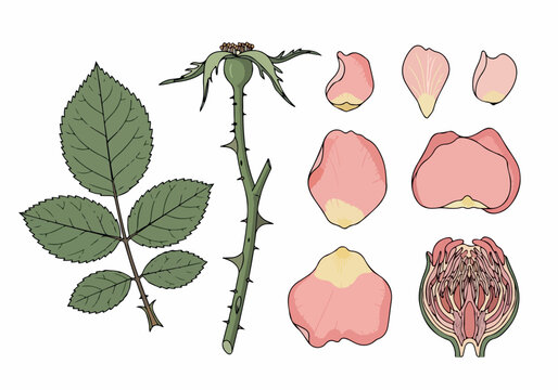 Detailed botanical illustration of a rose stem with thorns, leaves, and dissected pink rose flower petals on a white background viewed from directly above