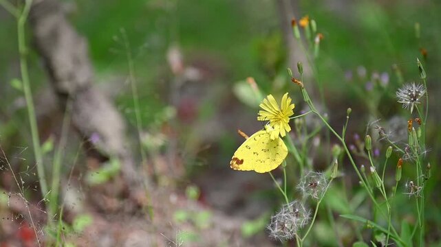 Common Grass Yellow Butterfly in Slow Motion &ndash; Feeding Gracefully on Yellow Wildflower with Brown Wing Markings, Surrounded by Green Blurred Background Before Flying Away