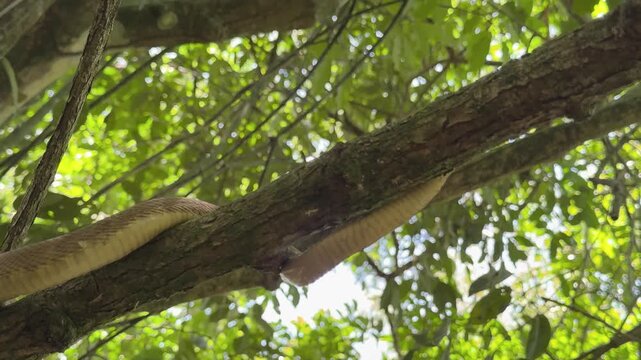 Bothrops insularis snake, known as the Golden lancehead. Endemic to Ilha da Queimada Grande, Brazil