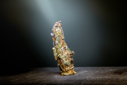 Caddisfly larva cocoon on dark slate