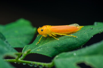 Yellow leafhopper bug resting on wet green leaf