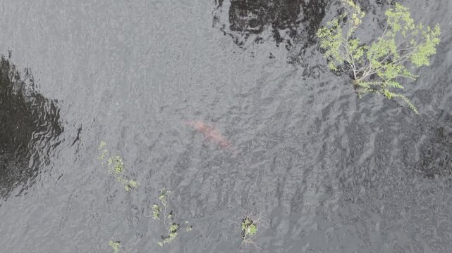 A rare pink river dolphin swimming - aerial view of the Amazon river, as it plays in the still waters of the jungle.