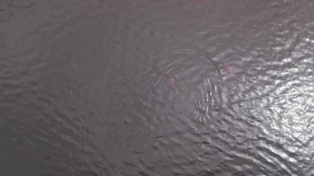 A pink river dolphin swimming - aerial view of the Amazon river, as it plays in the still waters of the jungle.