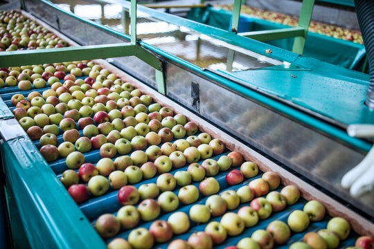 Apples in factory on conveyor belt