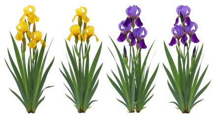Vibrant purple and yellow irises with lush green leaves isolated on transparent background © Nahid