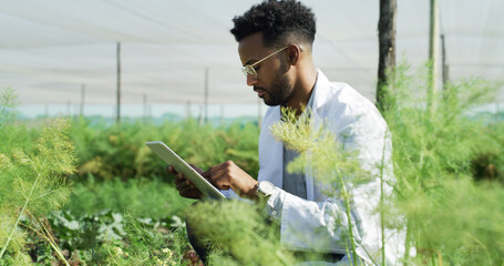Greenhouse, scientist and black man with typing for tablet, sample or gmo with app for crop...