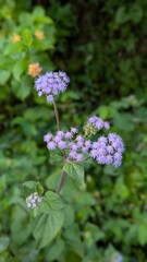 Obraz premium purple flowers in a garden