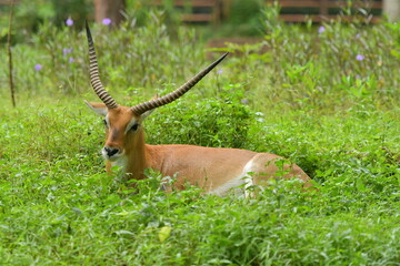 A Lechwe is lying on a grass field at a zoo